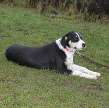 LUNA, Hund, Mischlingshund in Warder - Bild 4