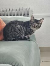 GWENDOLA, Katze, Europäisch Kurzhaar in Mannheim - Bild 3