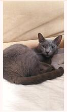 ZAIKA, Katze, Russisch Blau-Mix in Köln - Bild 6