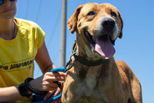 CHOCHI, Hund, Mischlingshund in Bulgarien - Bild 2