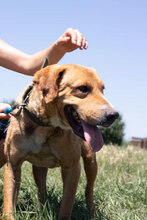 CHOCHI, Hund, Mischlingshund in Bulgarien - Bild 3