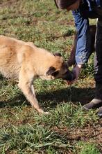 LIFE, Hund, Mischlingshund in Italien - Bild 2