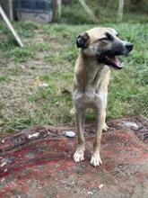 LIFE, Hund, Mischlingshund in Italien - Bild 24