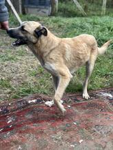 LIFE, Hund, Mischlingshund in Italien - Bild 25