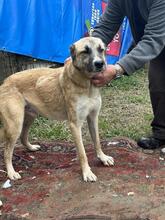 LIFE, Hund, Mischlingshund in Italien - Bild 26