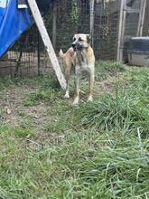 LIFE, Hund, Mischlingshund in Italien - Bild 28