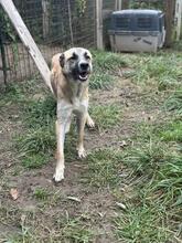LIFE, Hund, Mischlingshund in Italien - Bild 29