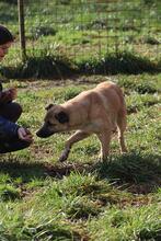 LIFE, Hund, Mischlingshund in Italien - Bild 3