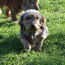 NIKA, Hund, Mischlingshund in Ungarn - Bild 2