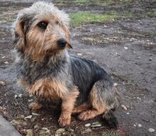 NIKA, Hund, Mischlingshund in Ungarn - Bild 4