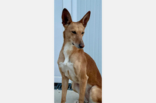 LOLA, Hund, Podenco-Mix in Berlin