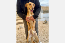 LOLA, Hund, Podenco-Mix in Berlin - Bild 12