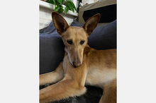 LOLA, Hund, Podenco-Mix in Berlin - Bild 13