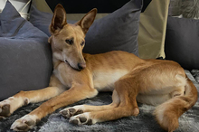 LOLA, Hund, Podenco-Mix in Berlin - Bild 14