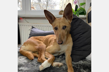 LOLA, Hund, Podenco-Mix in Berlin - Bild 15