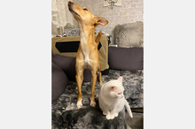 LOLA, Hund, Podenco-Mix in Berlin - Bild 16
