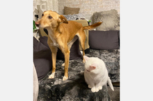 LOLA, Hund, Podenco-Mix in Berlin - Bild 17
