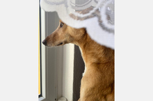 LOLA, Hund, Podenco-Mix in Berlin - Bild 18