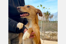 LOLA, Hund, Podenco-Mix in Berlin - Bild 3