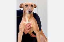 LOLA, Hund, Podenco-Mix in Berlin - Bild 9