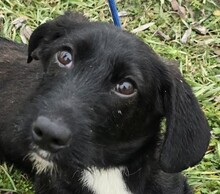 PEABODY, Hund, Dackel-Terrier-Mix in Ungarn - Bild 1