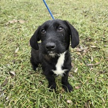 PEABODY, Hund, Dackel-Terrier-Mix in Ungarn - Bild 2