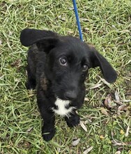 PEABODY, Hund, Dackel-Terrier-Mix in Ungarn - Bild 3