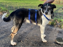 FINN, Hund, Mischlingshund in Bremen - Bild 14