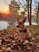 SPIKEY, Hund, Mischlingshund in Wachtendonk