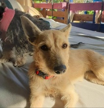 PUSCHEL, Hund, Mischlingshund in Spanien - Bild 1