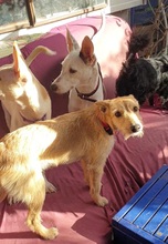 PUSCHEL, Hund, Mischlingshund in Spanien - Bild 2