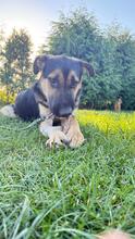 MACK, Hund, Deutscher Schäferhund-Mix in Lützow - Bild 2