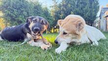 MACK, Hund, Deutscher Schäferhund-Mix in Lützow - Bild 3