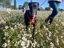 DARIA, Hund, Galgo Español in Spanien - Bild 2