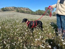 DARIA, Hund, Galgo Español in Spanien - Bild 3