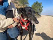 DARIA, Hund, Galgo Español in Spanien - Bild 4