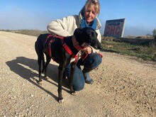 DARIA, Hund, Galgo Español in Spanien - Bild 7