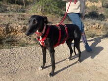 DARIA, Hund, Galgo Español in Spanien - Bild 8