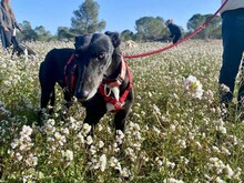 DARIA, Hund, Galgo Español in Spanien - Bild 9