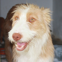 MANOLITA, Hund, Podenco in Spanien - Bild 1