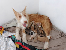 MANOLITA, Hund, Podenco in Spanien - Bild 10