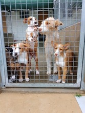 MANOLITA, Hund, Podenco in Spanien - Bild 11