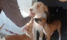 MANOLITA, Hund, Podenco in Spanien - Bild 6