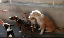 MANOLITA, Hund, Podenco in Spanien - Bild 7