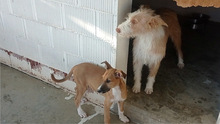 MANOLITA, Hund, Podenco in Spanien - Bild 8