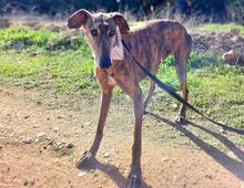 HUGO, Hund, Galgo Español in Italien - Bild 1