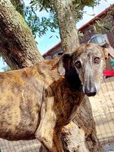 HUGO, Hund, Galgo Español in Italien - Bild 10