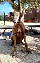 HUGO, Hund, Galgo Español in Italien - Bild 12