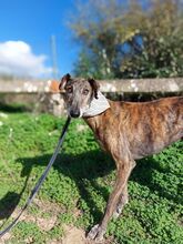 HUGO, Hund, Galgo Español in Italien - Bild 2