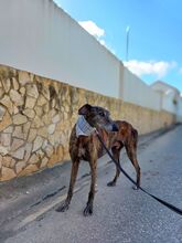 HUGO, Hund, Galgo Español in Italien - Bild 3